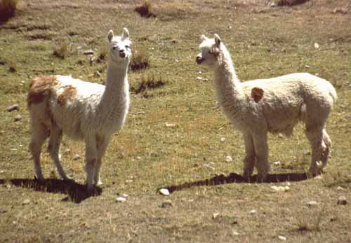 Lama und Alpaca, Altiplano, Peru