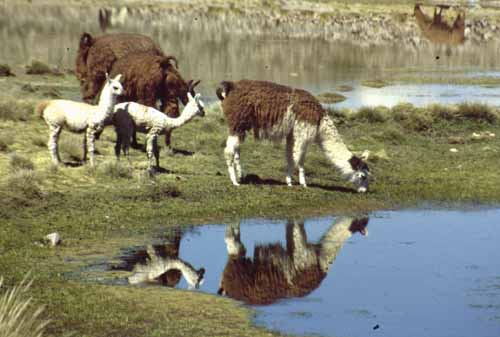 Lamas, Peru