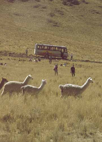 Lamas, Bus, Peru
