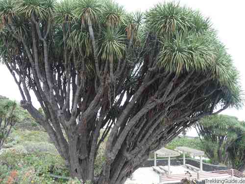 Drago - Drachenbaum der Kanarischen Inseln