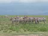 Serengeti-Tansania-025