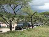 Serengeti-Tansania-052