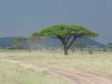 Serengeti-Tansania-140