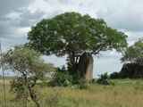 Serengeti-Tansania-170