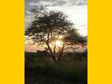Serengeti-Tansania-199