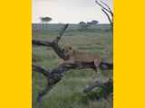 Serengeti-Tansania-283