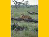 Serengeti-Tansania-285