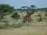 Serengeti-Tansania-351