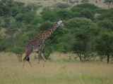 Serengeti-Tansania-368