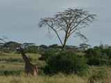 Serengeti-Tansania-458
