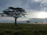 Serengeti-Tansania-478