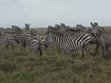 Serengeti-Tansania-494