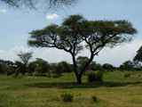 Tarangire-Nationalpark-Tansania-019
