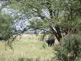 Tarangire-Nationalpark-Tansania-025
