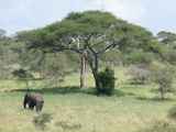 Tarangire-Nationalpark-Tansania-095