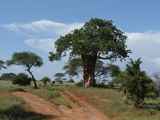 Tarangire-Nationalpark-Tansania-148