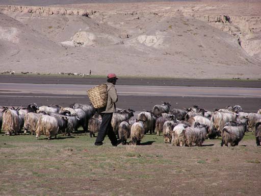 Schäfer in Tibet