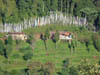3-Sikkim-Rabdentse-Pemayangtse-0673