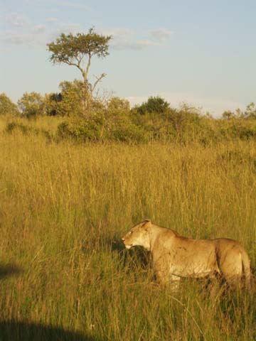Löwe, Masai Mara NP