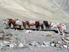 Ladakh396