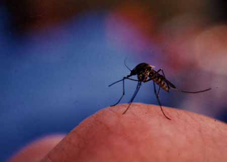 Mücken in Schweden