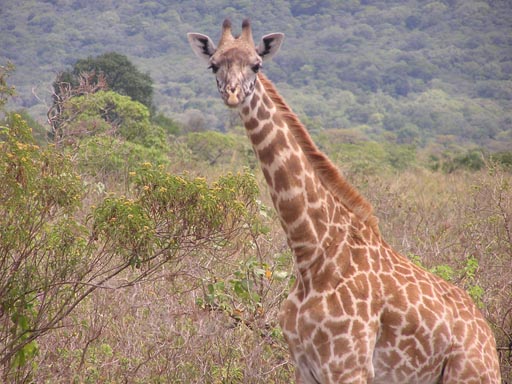 Giraffe im Arusha Nationalpark