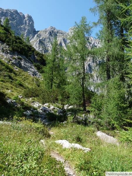 Lärchen Berchtesgadener Land