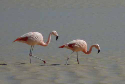 Flamingos, Chile