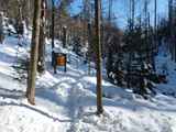 7-Bayerischer-Wald-Schneeschuhtour-ueber-den-Lusen-863