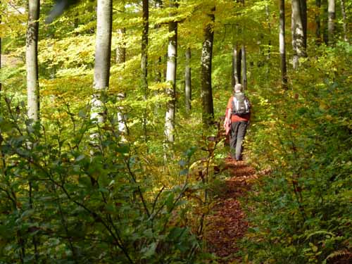 Wandern Bayerischerv Wald