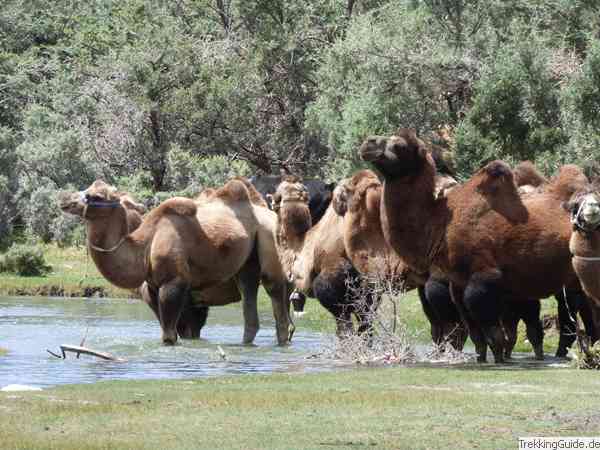 Baktrische Kamele in Nubra