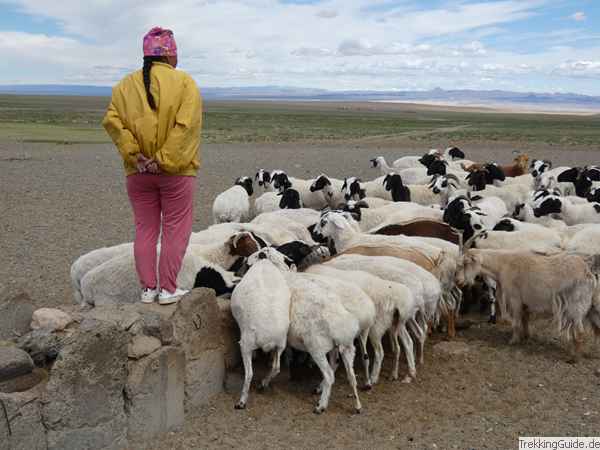 Frau mit Ziegen, Mongolei