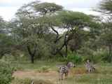 Lake-Manyara-Nationalpark-Tansania-035
