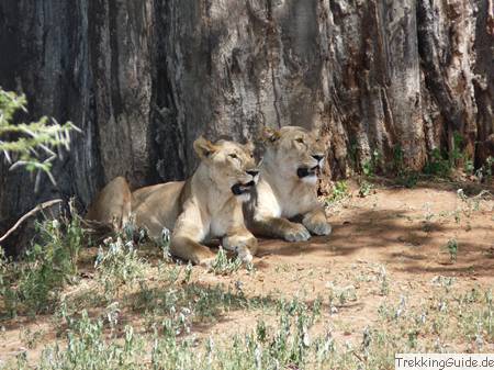 Löwen im Nationalpark, Tansania