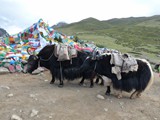 10288_Kailash-Umrundung-Tibet