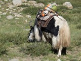 10664_Kailash-Umrundung-Tibet