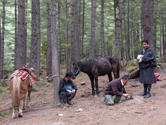 Pferde werden beschlagen, Tigernest, Bhutan