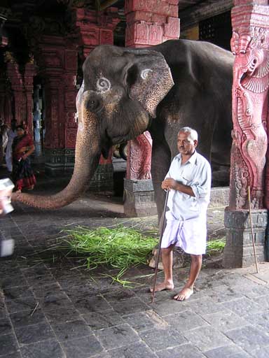 Tempel-Elefant Indien