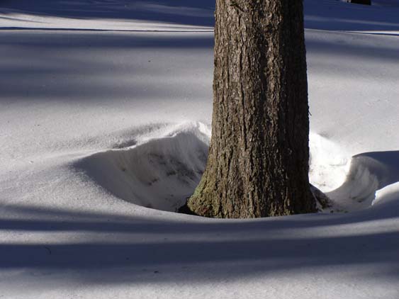 Baum im Schnee, Harz